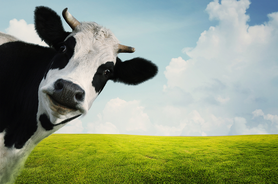 bigstock-Funny-cow-on-a-green-summer-me-43264438